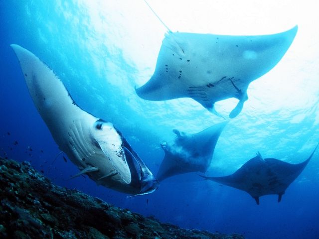 オーナー命名のダイビングポイントがたくさん！イメージ