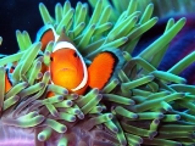 西表島の海、川を意欲的にダイビング!イメージ