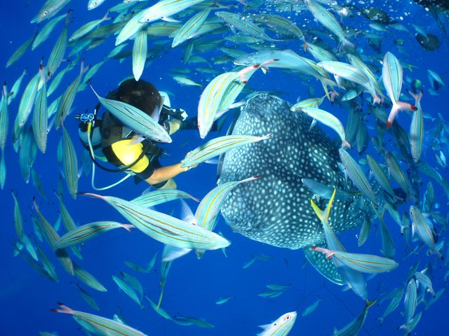 ダイビングで気をつけることイメージ