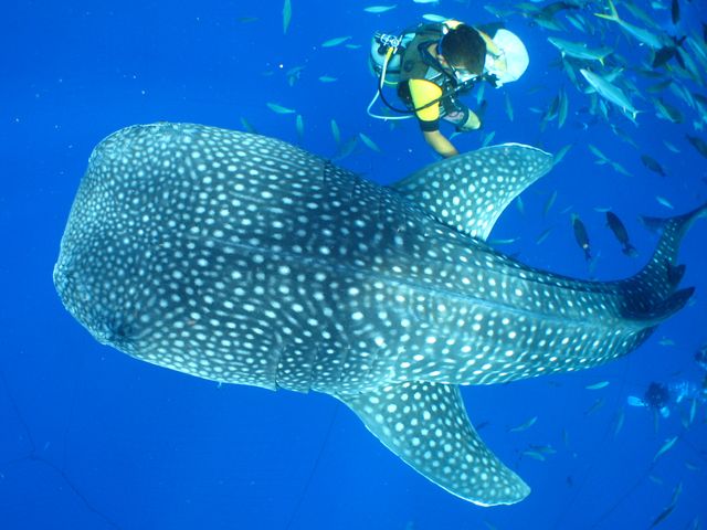 ジンベエザメと体験ダイビング!イメージ