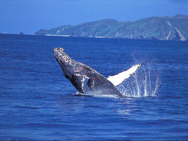 那覇出港ホエールウォッチング付!沖縄旅行イメージ