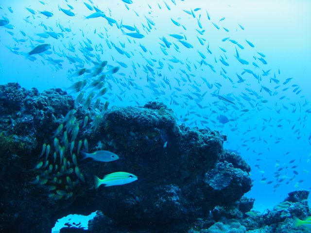 9月の奄美大島ツアーは…イメージ
