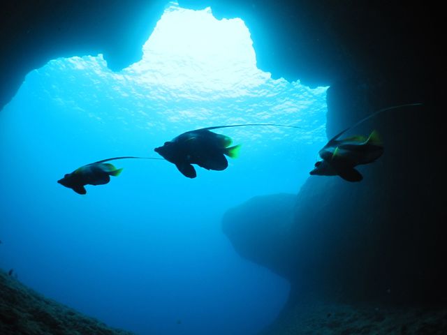 人気No3　通り池イメージ