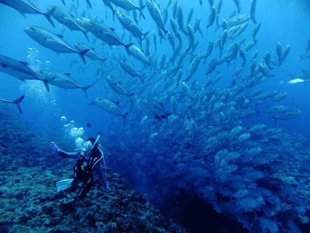 ギンガメアジはどこで会える？イメージ