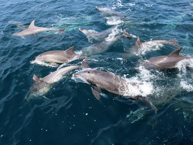 イルカクルージング付き 九州旅行イメージ