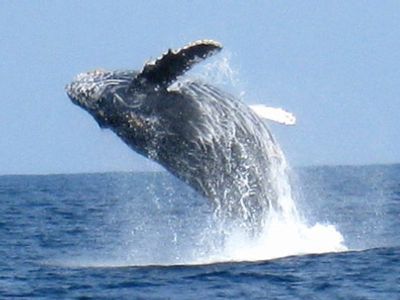 ホエールウォッチング