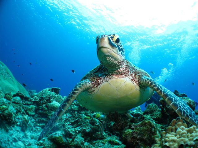 ウミガメイメージ