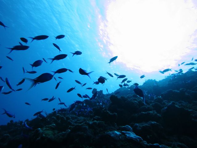 【久米島】ウーマガイイメージ