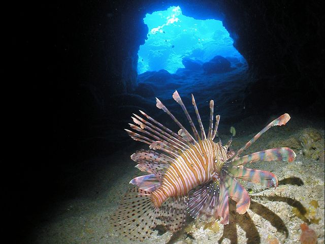 生物も豊富イメージ
