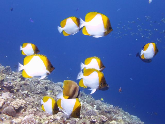 久米島のシーズナリティイメージ