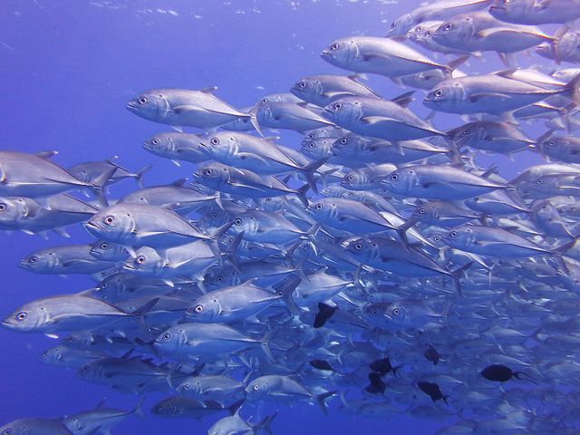 ダイビングショップにリクエストしようイメージ