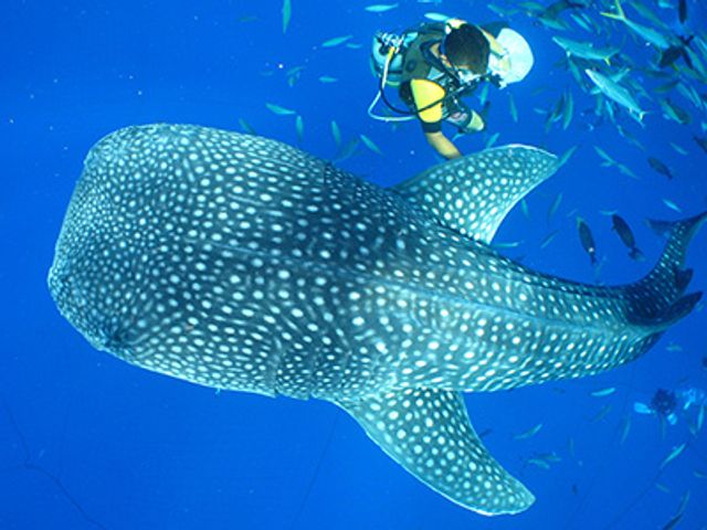ファンダイビングなら一緒に泳げる!イメージ