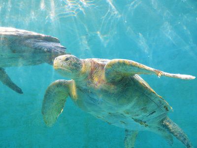 久米島ウミガメ館