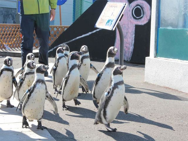 小樽旅行にいくなら<br />
おたる水族館がおすすめイメージ