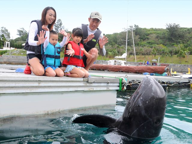 ドルフィンプログラムの画像