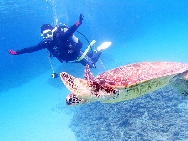 屋久島に行く方ダイビングフリー券 存分に楽し