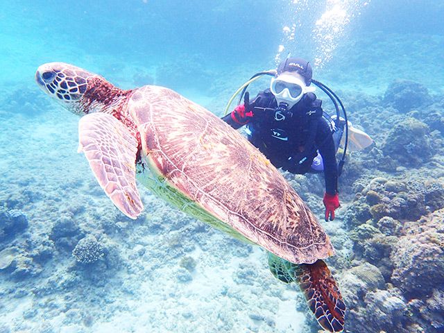 【奄美大島】<br />
ネイティブシー奄美イメージ