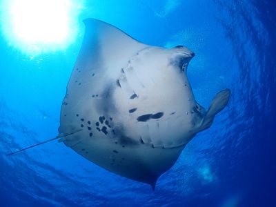 ココナッツ石垣島イメージ