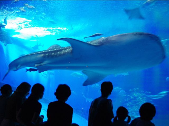 夏休み 沖縄旅行中にできる自由研究のテーマ特集 札幌発 沖縄旅行 沖縄ツアーならjalで行く格安旅行のジェイトリップ