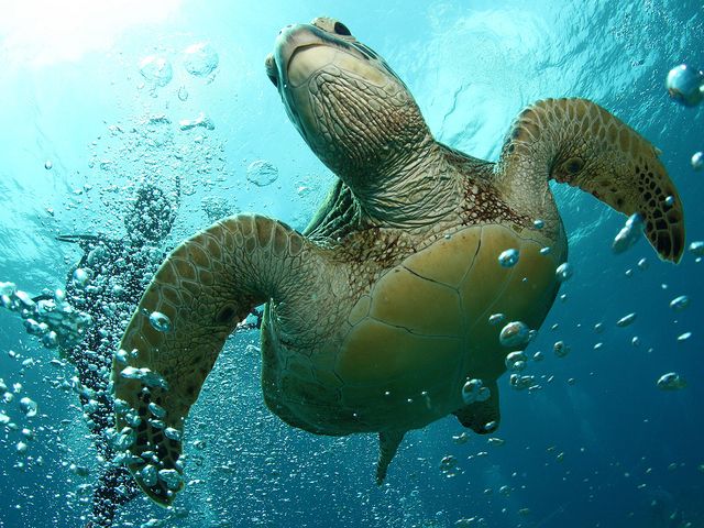 アークダイブイメージ