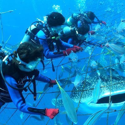 ジンベエザメと体験ダイビングイメージ