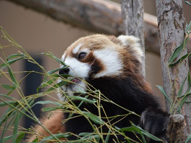 旭山動物園入園券付旭川ステイイメージ