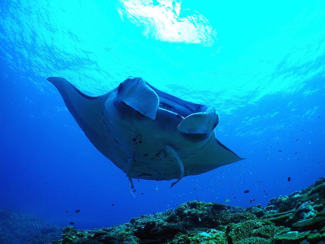 ぷしぃぬしま石垣店でファンダイビング！イメージ