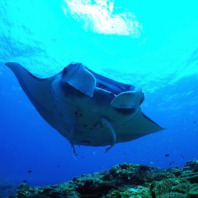 ぷしぃぬしま石垣店イメージ