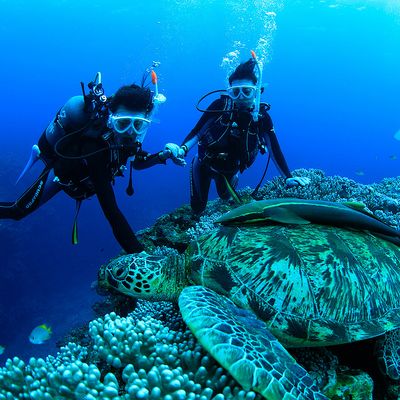 石垣島半日体験ダイビングイメージ