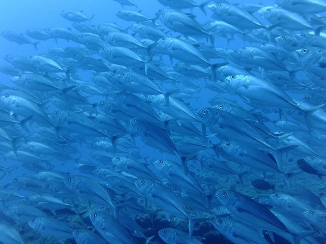 サウスtoサウスイメージ