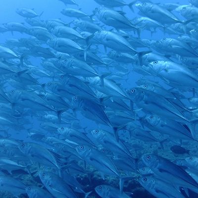 サウスtoサウスイメージ