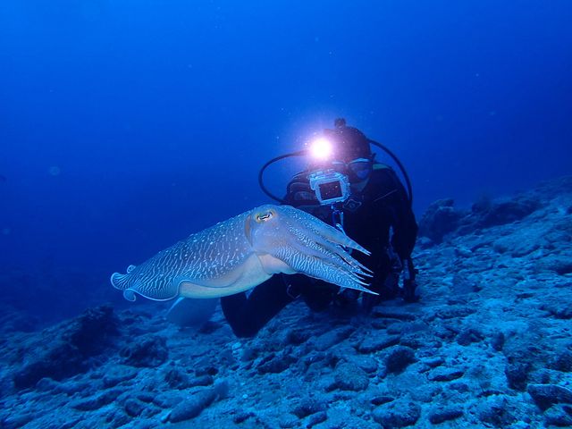 大物狙いならサウスtoサウスで決まりイメージ