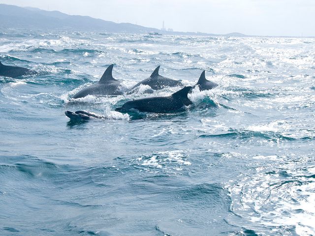 イルカクルーズイメージ