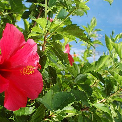 与論島フリープランイメージ