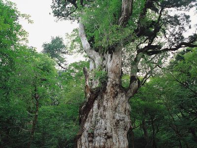屋久島ツアー・屋久島旅行