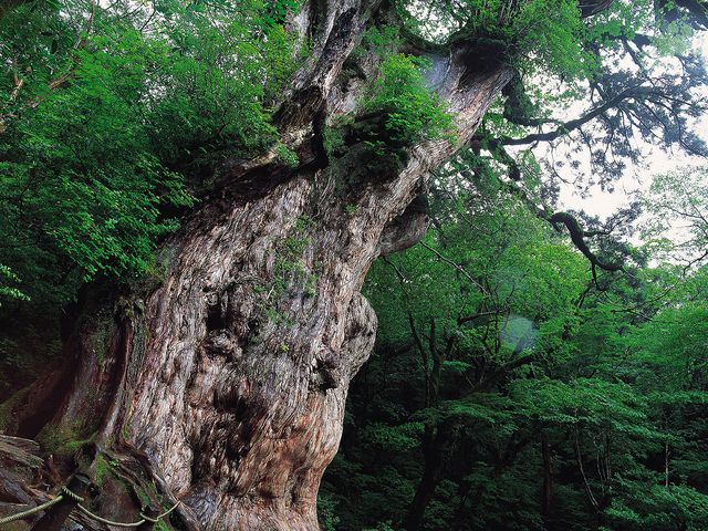 専属ガイドと行く 世界遺産屋久島トレッキングツアー 大阪発 屋久島 奄美大島 与論島ツアーなら格安旅行のj Trip