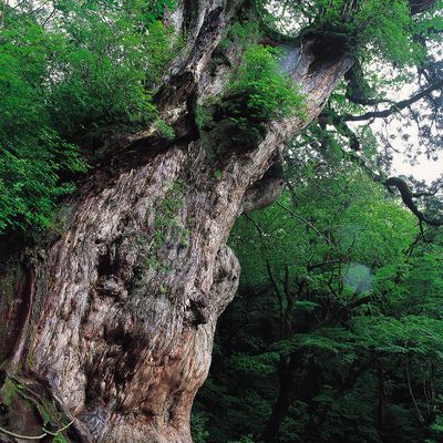 世界遺産　屋久島イメージ