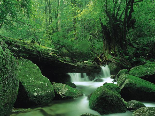 専属ガイドと行く！白谷雲水峡終日散策コースイメージ
