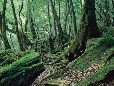 専属ガイドと行く！世界遺産屋久島トレッキングツアーイメージ