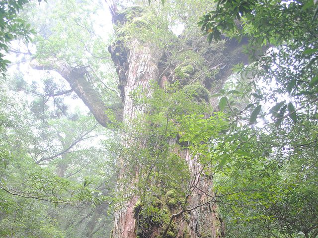 6月の屋久島ツアーは…イメージ