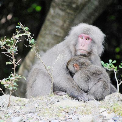 友達やカップルで行く春休み奄美大島旅行 屋久島旅行 福岡発 屋久島 奄美大島 与論島ツアーなら格安旅行のj Trip