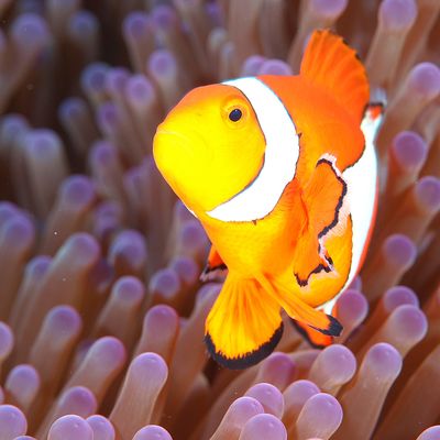 とにかく安くいきたい！6月 屋久島ツアー・奄美大島ツアーイメージ