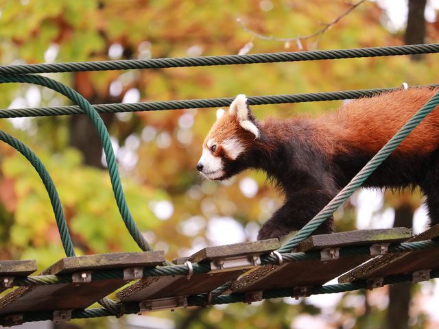 旭山動物園で動物にふれあう旅 おすすめ北海道旅行 大阪発 北海道旅行 北海道ツアーなら格安旅行のj Trip