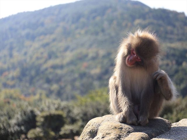 おサルの国 小豆島銚子渓イメージ