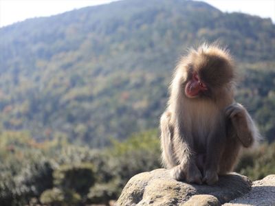 銚子渓おさるの国