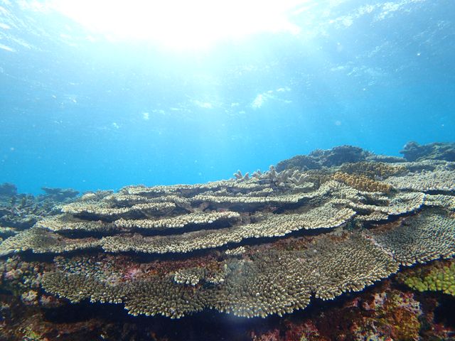 【初級〜】コーラルガーデンイメージ