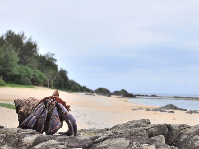 徳之島フリープランイメージ