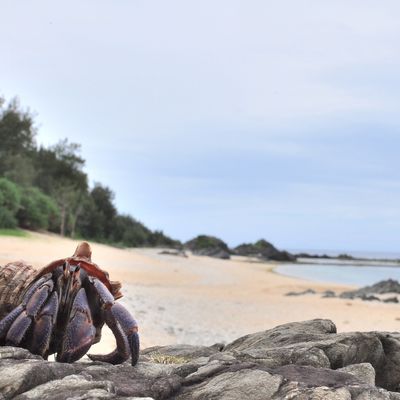 とにかく安くいきたい！9月 屋久島ツアー・奄美大島ツアーイメージ