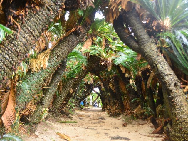 徳之島フリープランイメージ