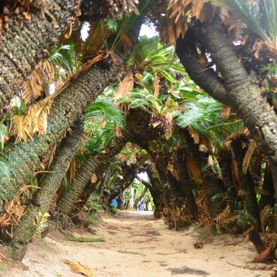 とにかく安くいきたい!10月 屋久島ツアー・奄美大島ツアーイメージ